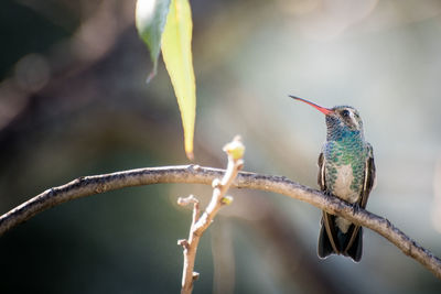 Close-up of bird perching on branch