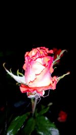 Close-up of wet pink rose against black background