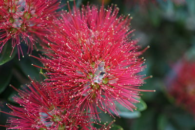 Close-up of red flower