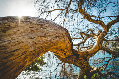 Low angle view of bare tree against sky