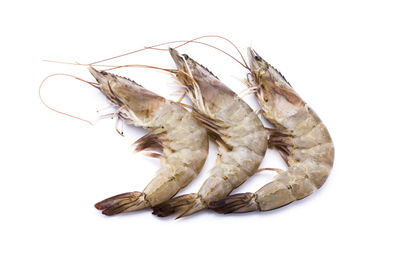 Close-up of dead insect against white background