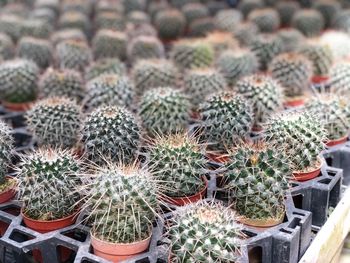 High angle view of succulent plants in greenhouse