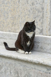 Portrait of cat sitting on wall