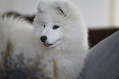 Close-up of dog sitting