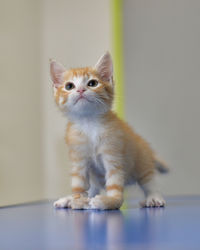 2 months old kitty with a leg injured at the vet