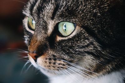 Close-up of a cat looking away