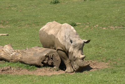 View of animal on field