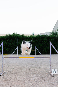 Border collie dog jumping over hurdle with number during agility training on court