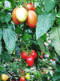 Close-up of tomatoes