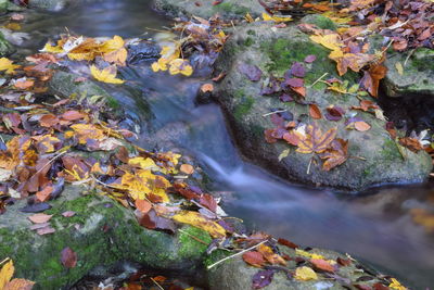 High angle view of autumn leaves in lake