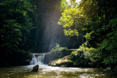 Scenic view of waterfall in forest