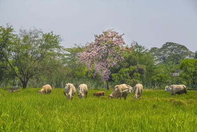 A herd of cow eating grass in green farm under one pink trumpet tree 