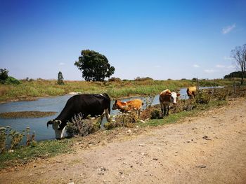 Cows in a field