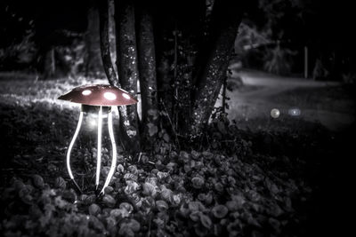 Close-up of illuminated mushroom at night