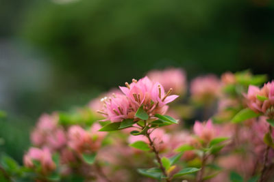 Close-up of pink flowering plant