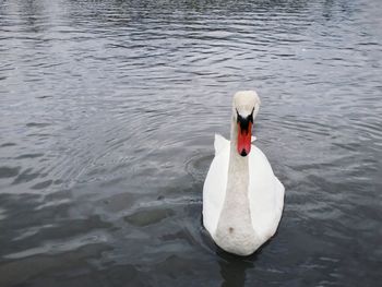 Swan swimming on lake