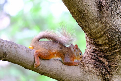 Close-up of an animal