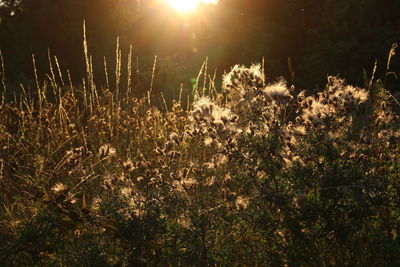 Sun shining through trees on field