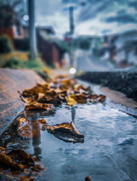 Close-up of leaves in sea during winter