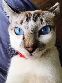 Close-up portrait of a cat