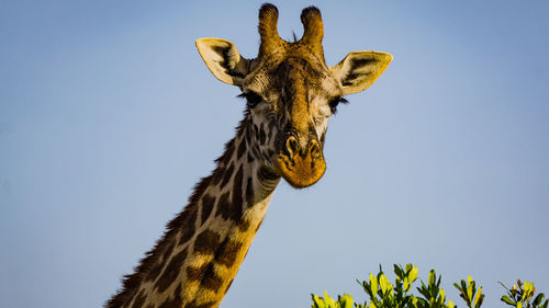 Low angle view of giraffe against clear sky