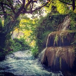 Scenic view of forest