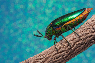 Close-up of insect on swimming pool