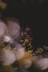 Close-up of purple flowering plants