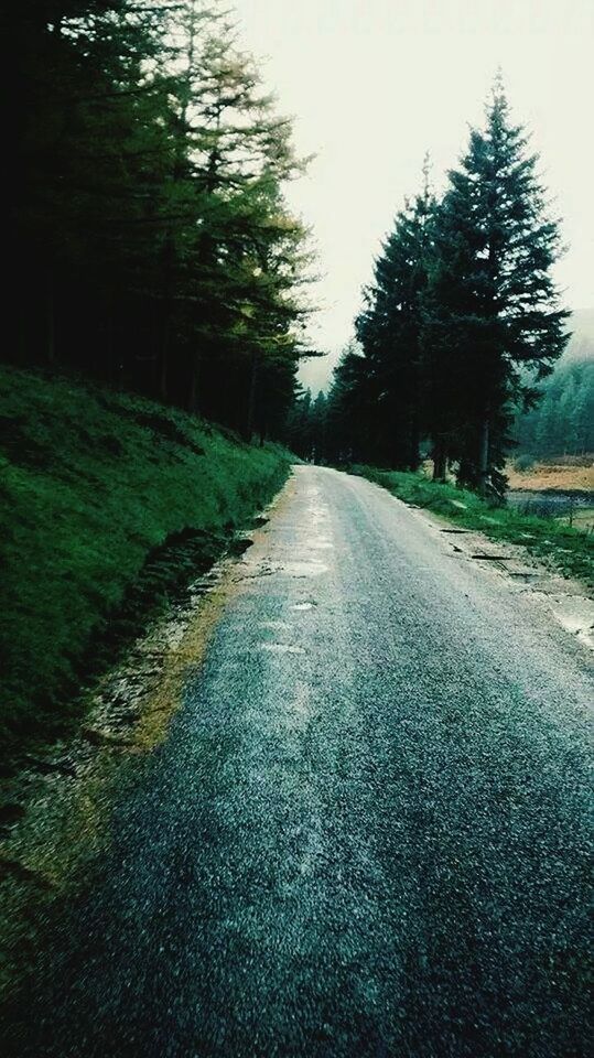 the way forward, diminishing perspective, vanishing point, tree, transportation, road, tranquility, empty road, tranquil scene, nature, long, treelined, country road, growth, sky, empty, day, street, outdoors, dirt road