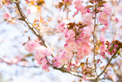 Low angle view of cherry blossom