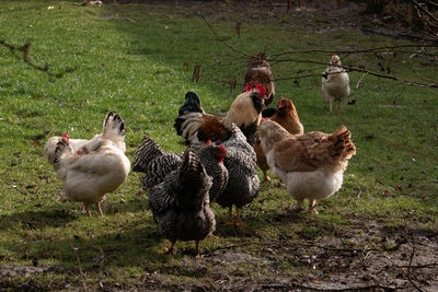 Ducks on a field