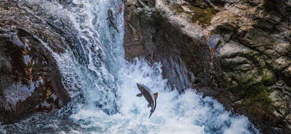 Scenic view of waterfall