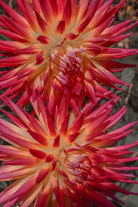 Full frame shot of pink flower