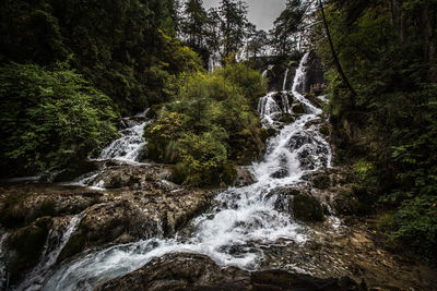 Scenic view of waterfall in forest