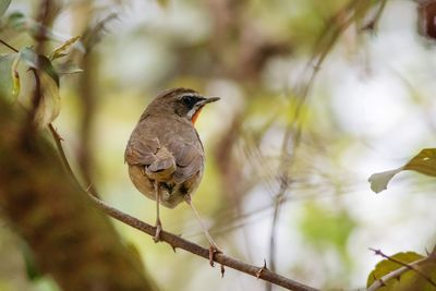 Close-up of bird perching on branch