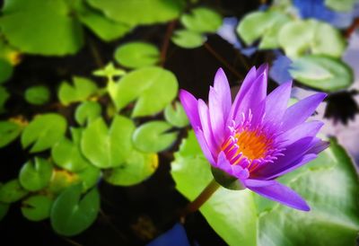 Close-up of lotus water lily in pond