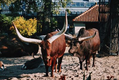 Big horns make for impressive animals.