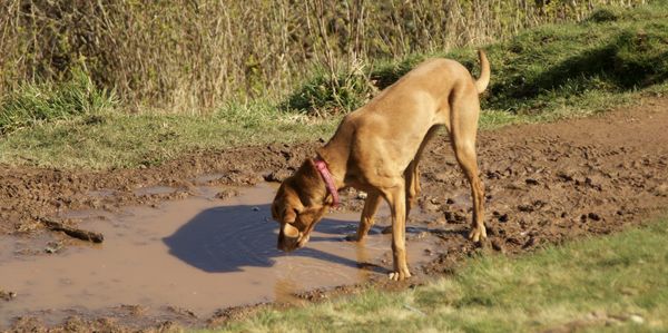 High angle view of dog drinking from puddle