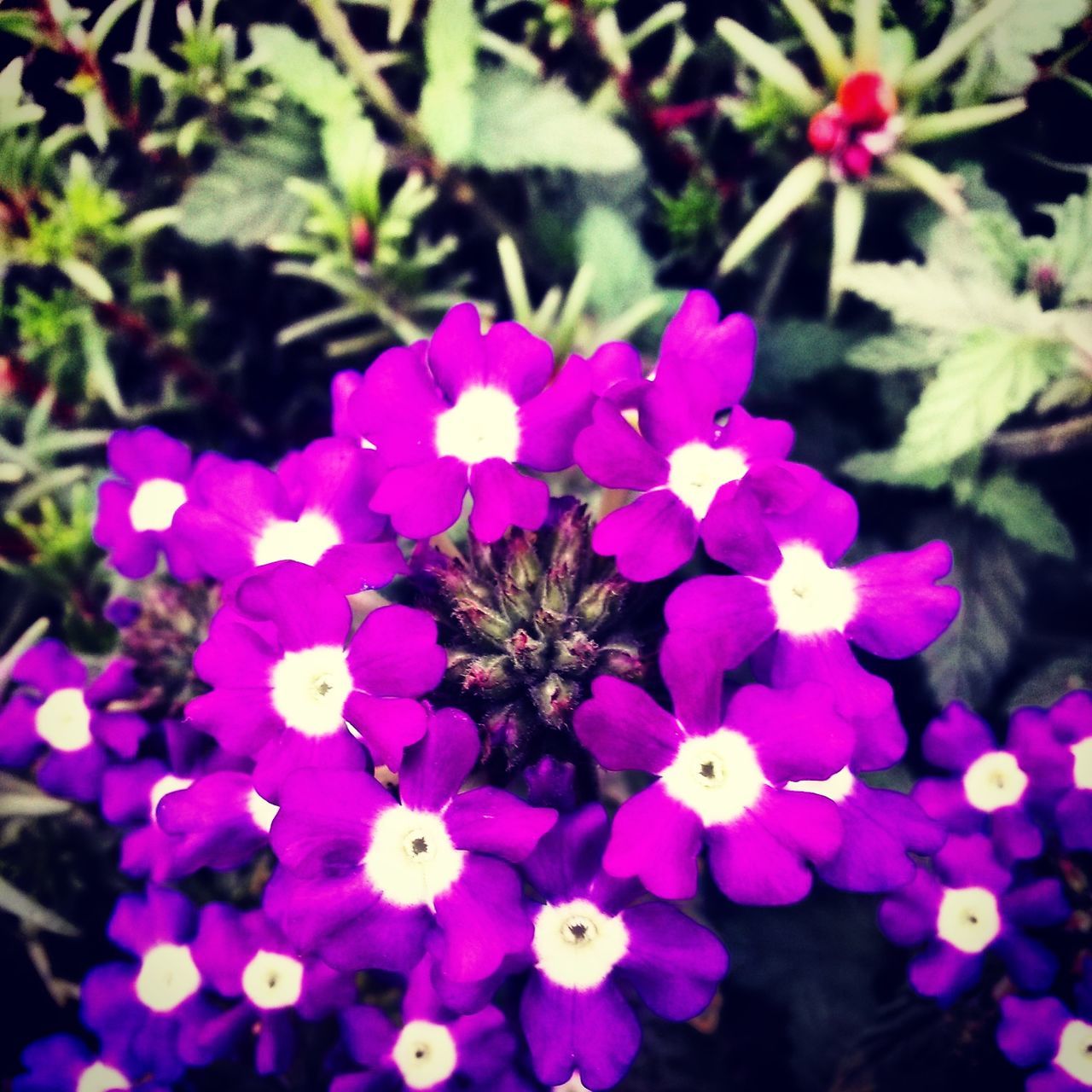 flower, freshness, petal, growth, fragility, purple, beauty in nature, flower head, plant, close-up, blooming, nature, focus on foreground, selective focus, high angle view, in bloom, pink color, outdoors, day, no people