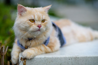 Close-up portrait of a cat looking away