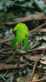 Close-up of green leaves