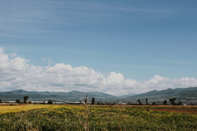 Scenic view of agricultural field against sky