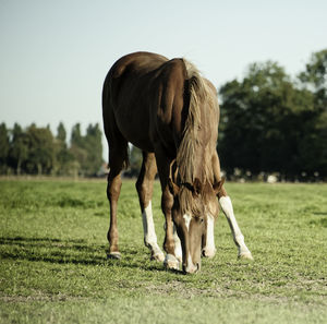 Horse grazing in a field