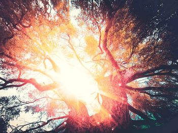 Low angle view of sunlight streaming through tree