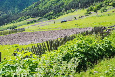 Scenic view of agricultural field