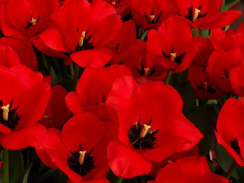 Close-up of red flowering plants