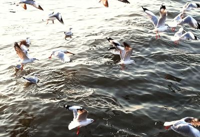 High angle view of seagulls flying
