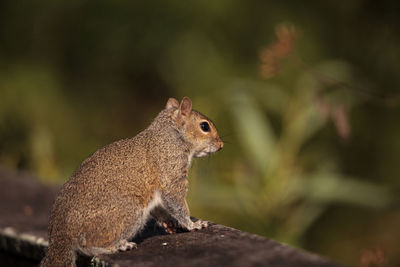 Eastern gray squirrel sciurus carolinensis on a fence in naples, florida