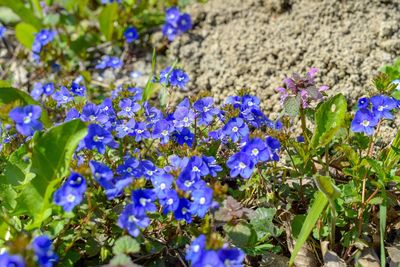 Close-up of purple flowering plants