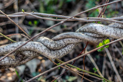 Close-up of dry branch in forest